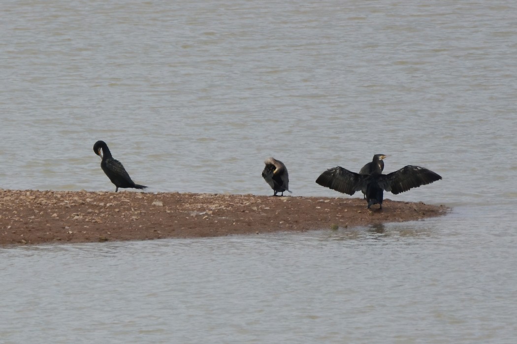 Great Cormorant