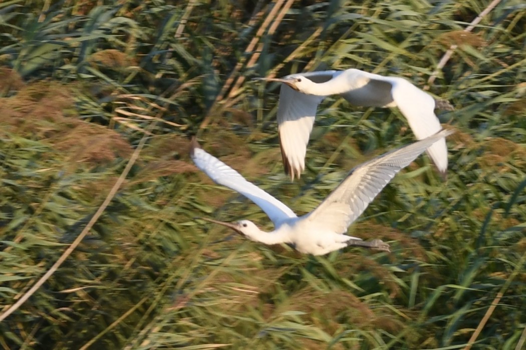 Eurasian Spoonbill