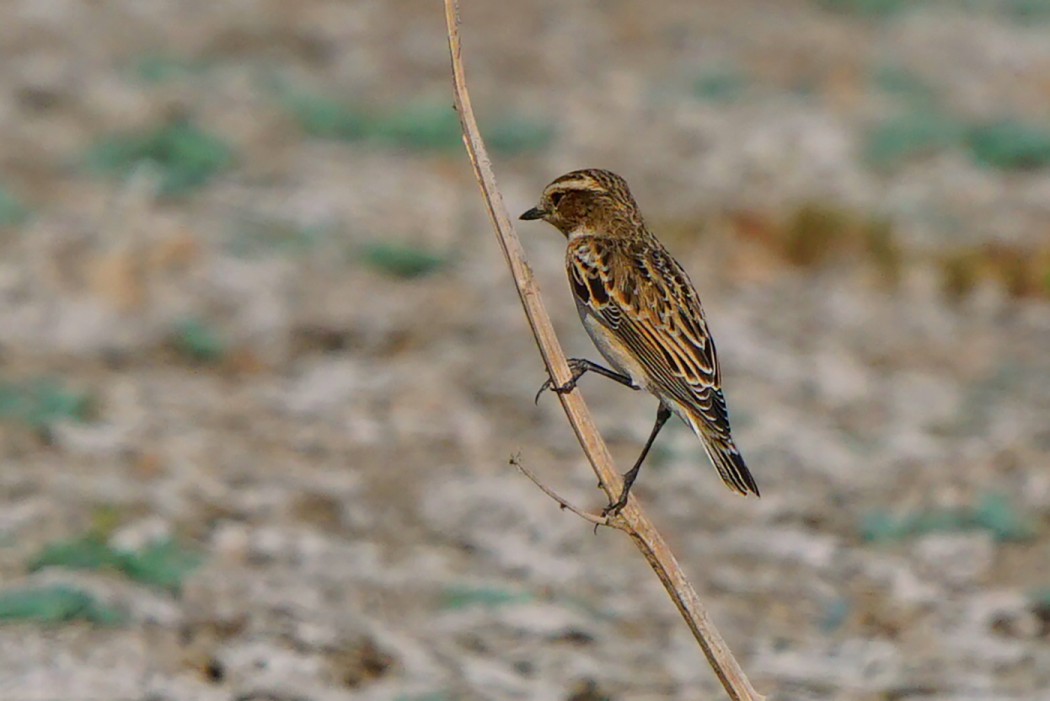 Whinchat