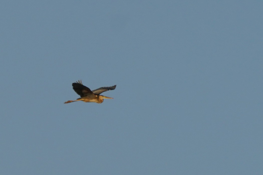 Purple Heron