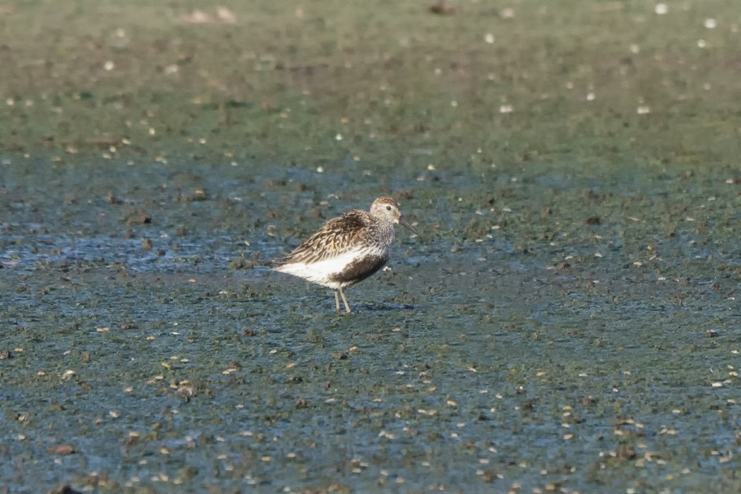 Dunlin