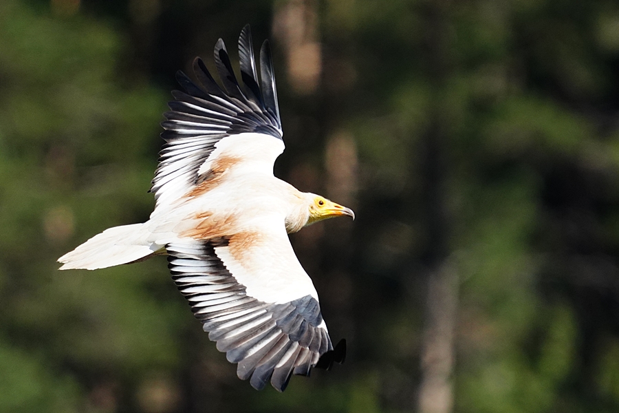 Egyptian Vulture
