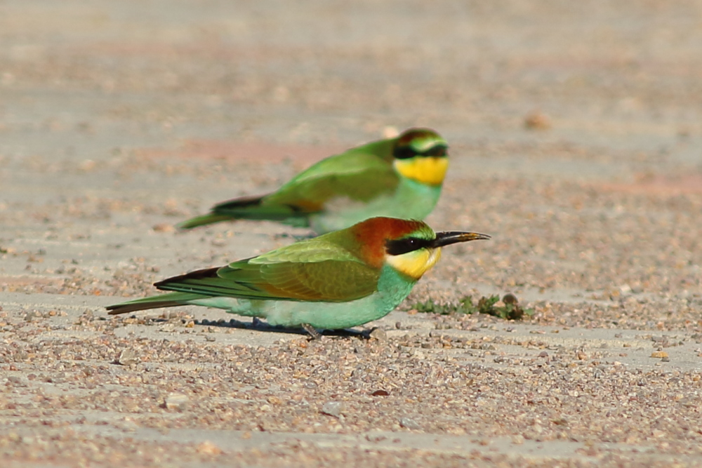 European Bee-eater