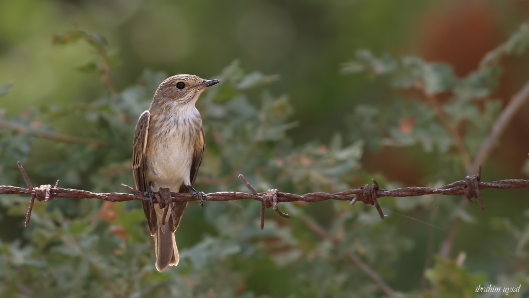 Spotted Flycatcher