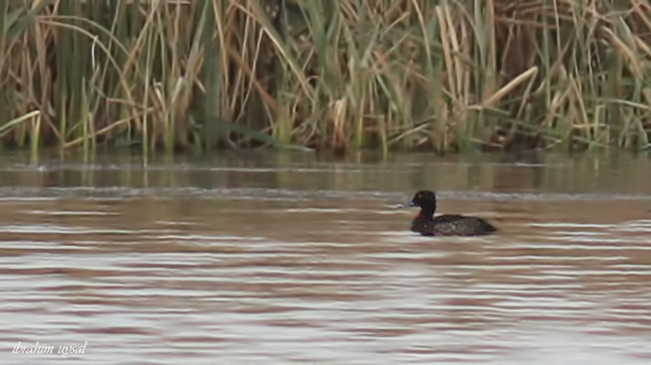 Tufted Duck