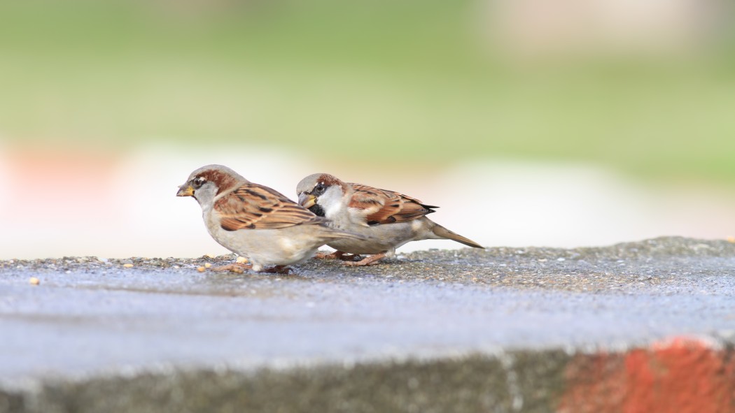 House Sparrow