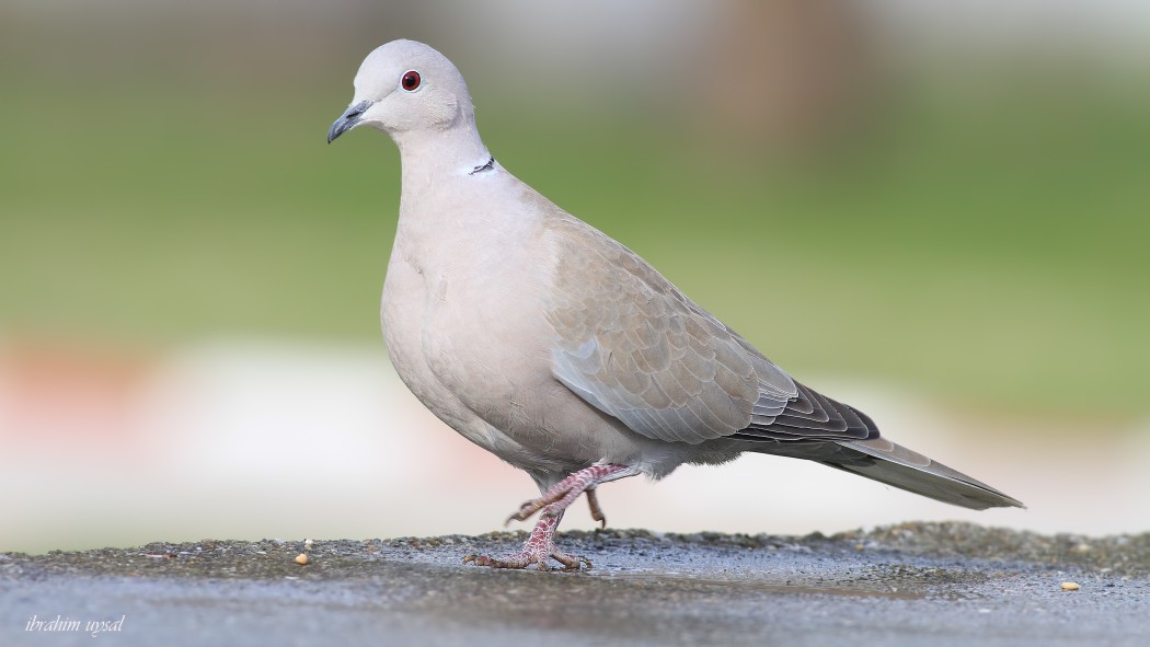Eurasian Collared Dove