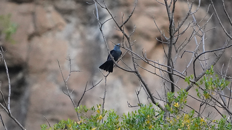 Blue Rock Thrush