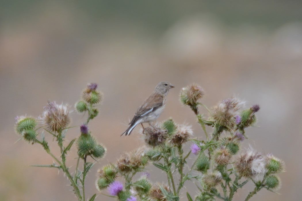 Common Linnet