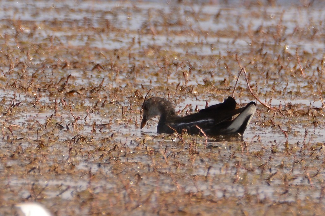 Common Moorhen