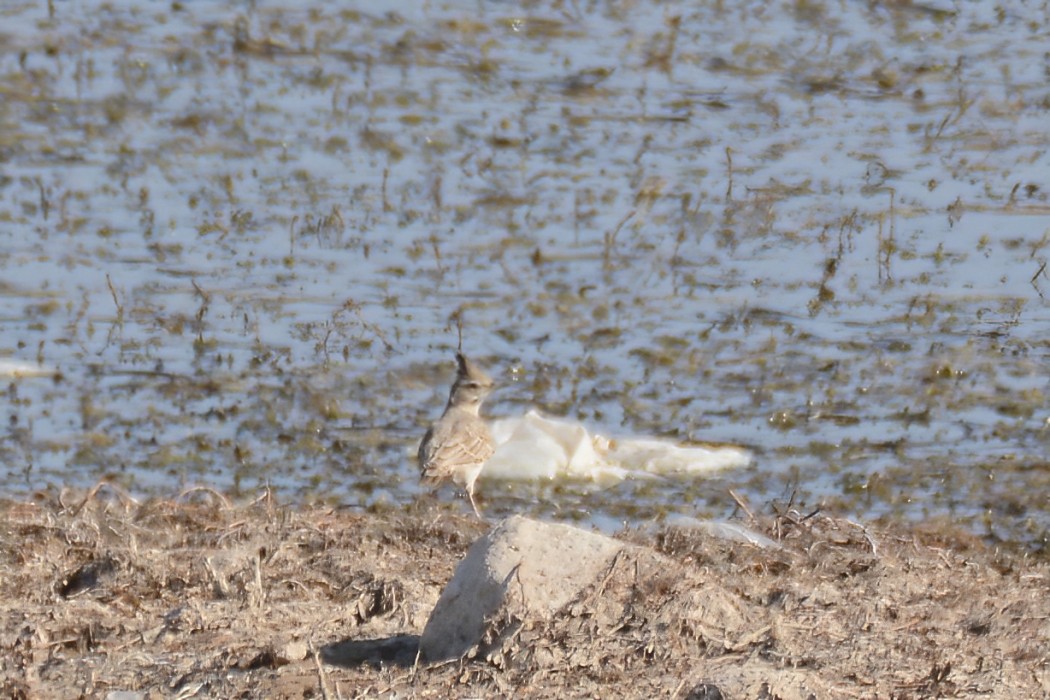 Crested Lark