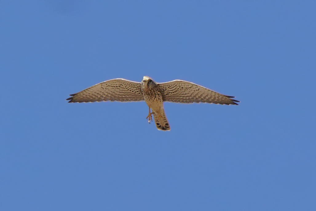 Common Kestrel