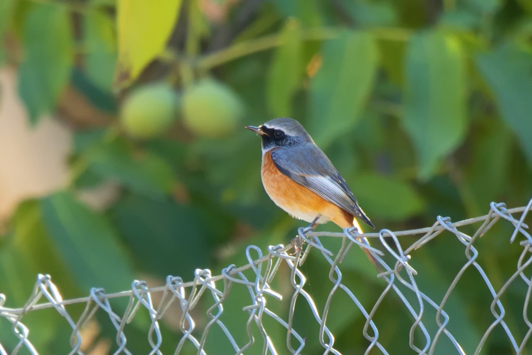 Common Redstart