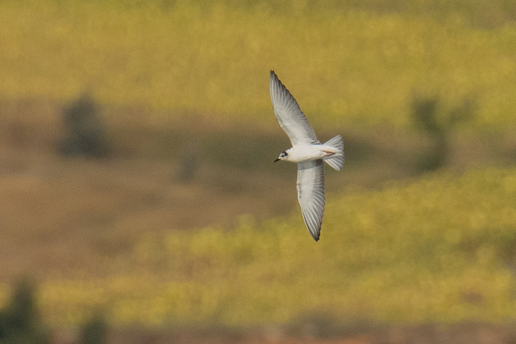 White-winged Tern