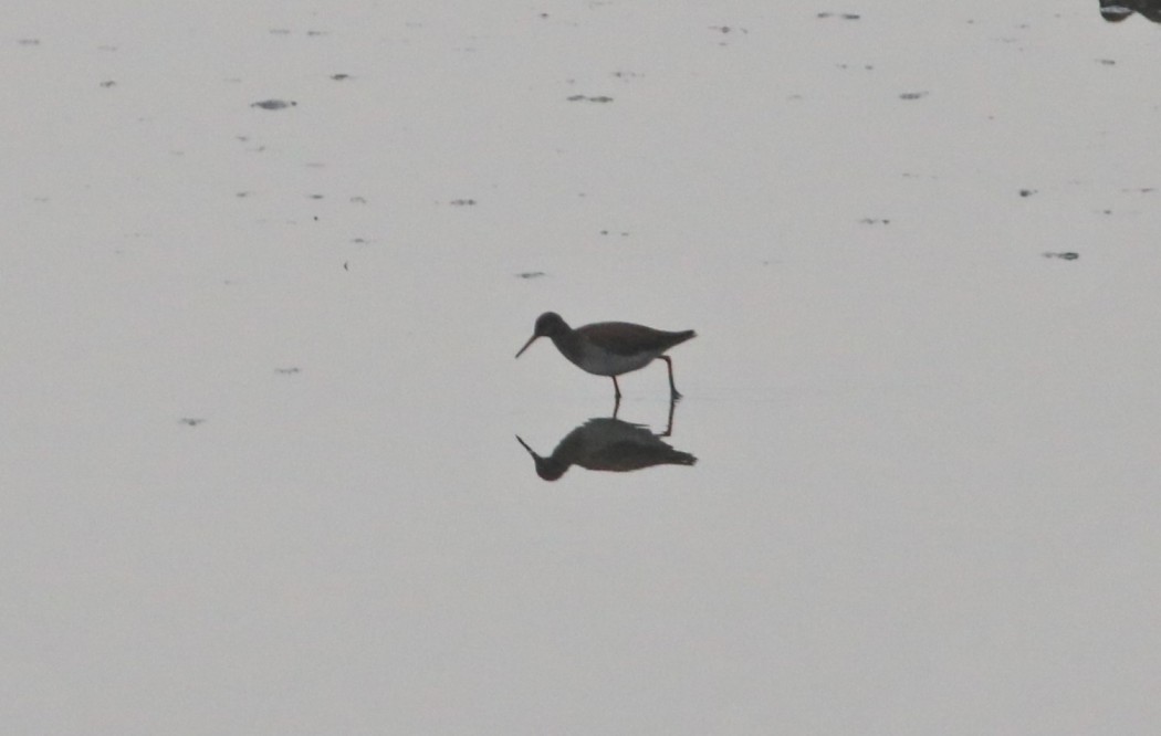 Common Redshank