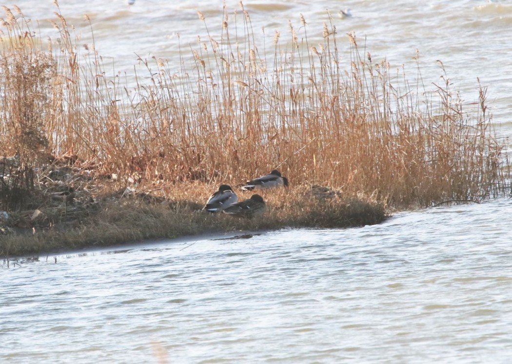 Mallard