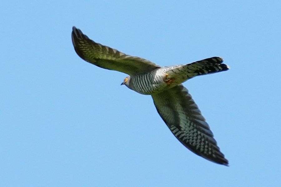 Common Cuckoo