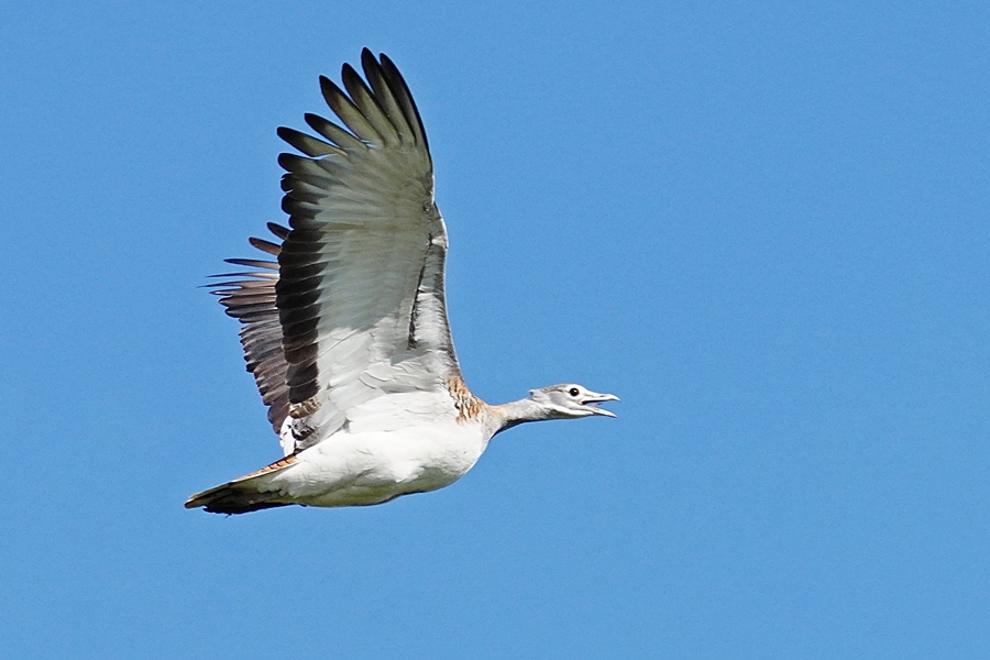 Great Bustard