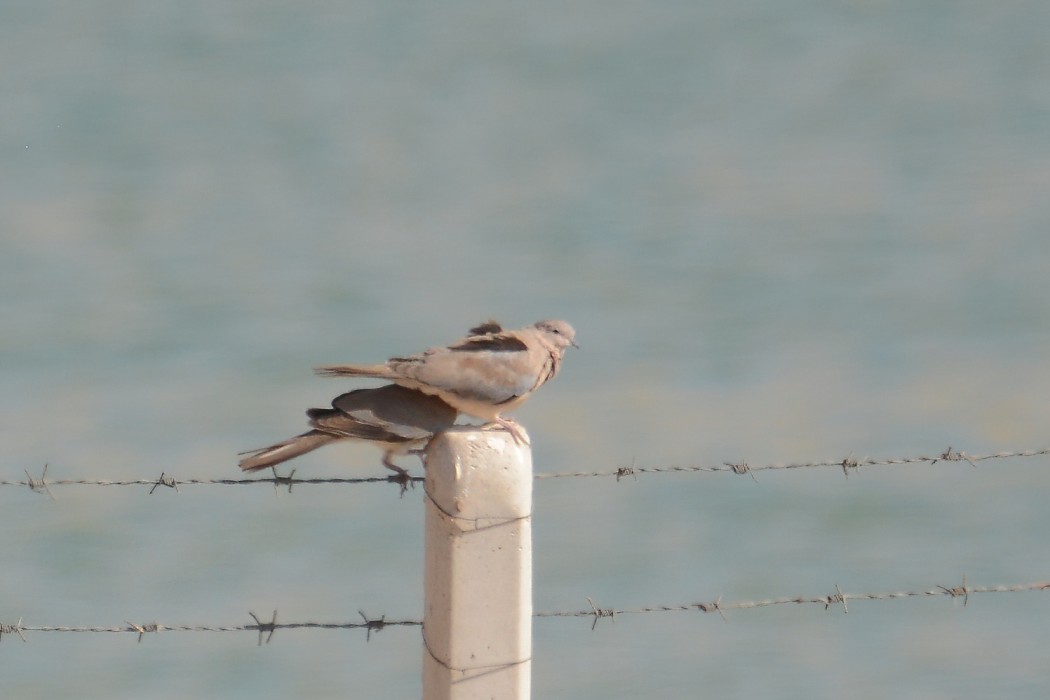 Laughing Dove