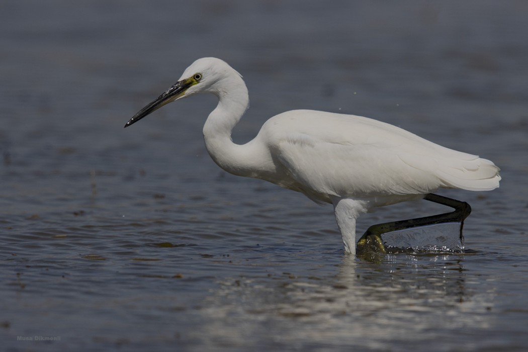 Little Egret