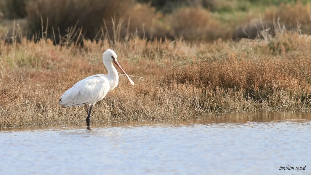 Eurasian Spoonbill