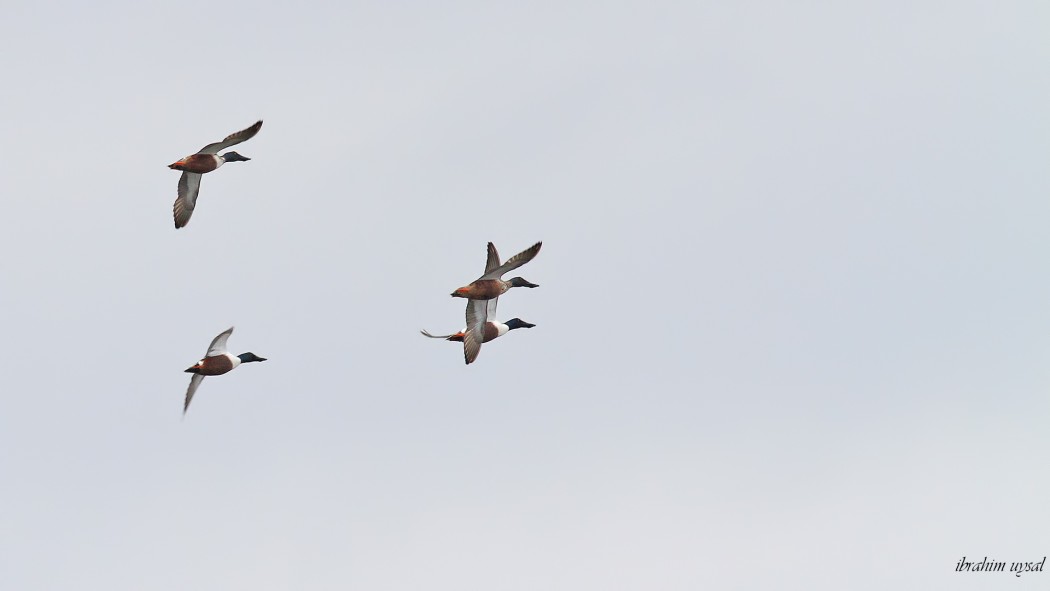 Northern Shoveler