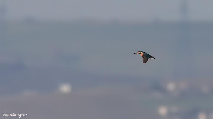 Common Kingfisher