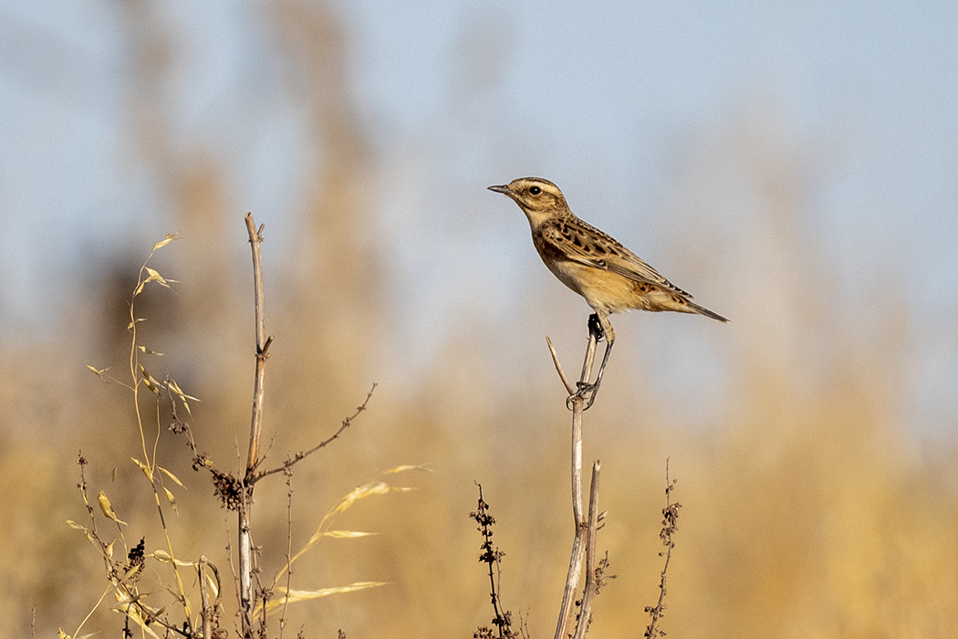 Whinchat