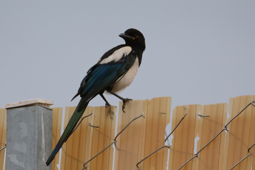 Eurasian Magpie