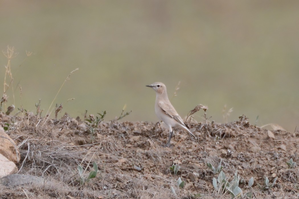 Isabelline Wheatear