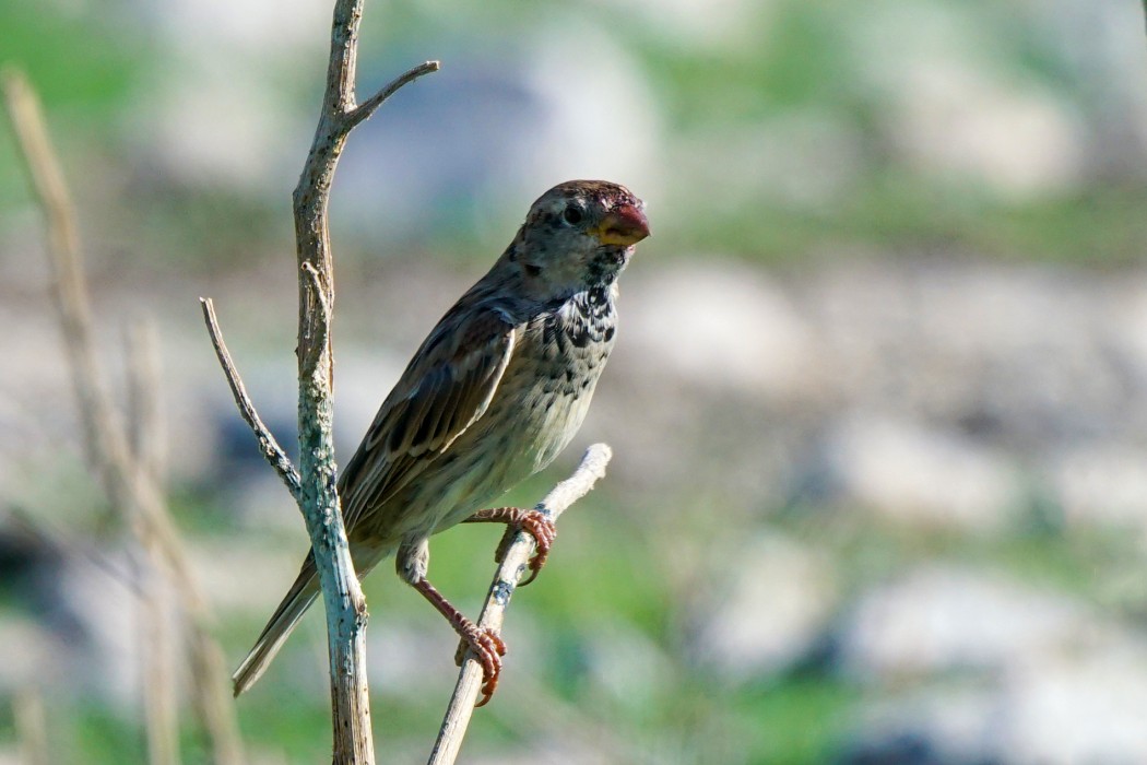 Spanish Sparrow