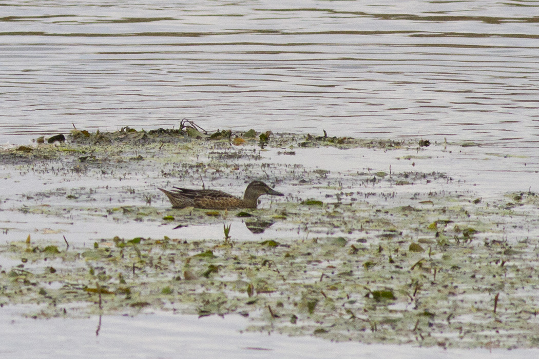 Garganey