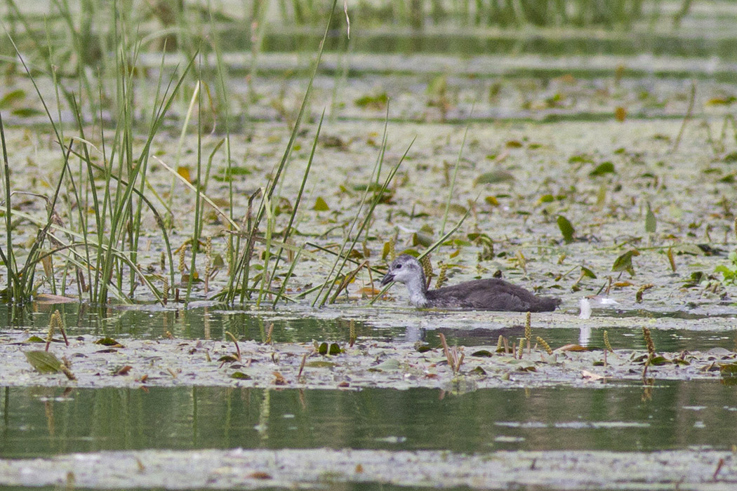 Eurasian Coot