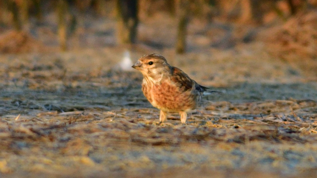 Common Linnet