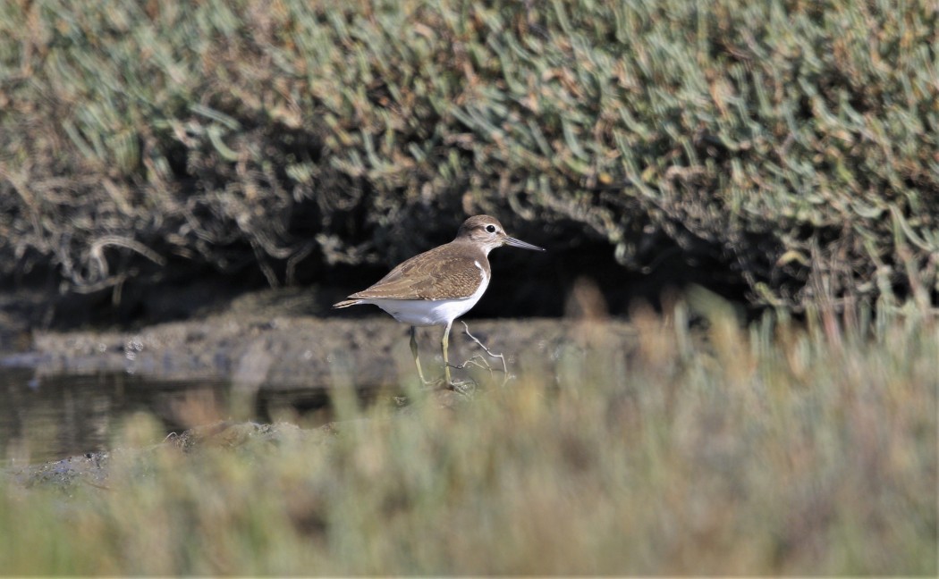 Common Sandpiper