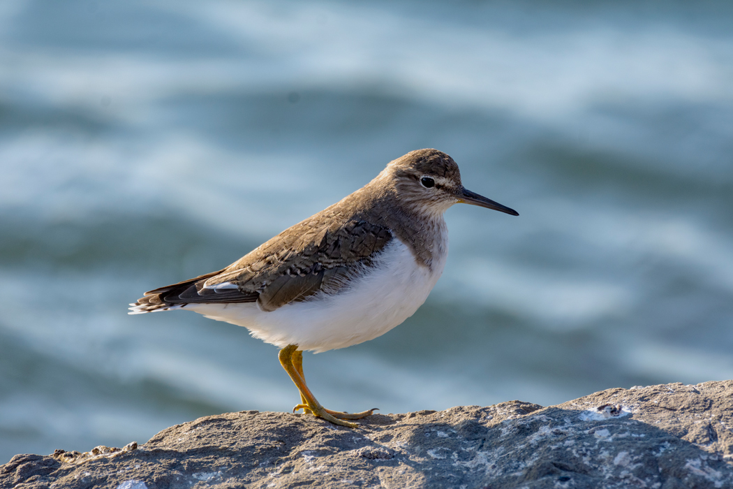 Common Sandpiper