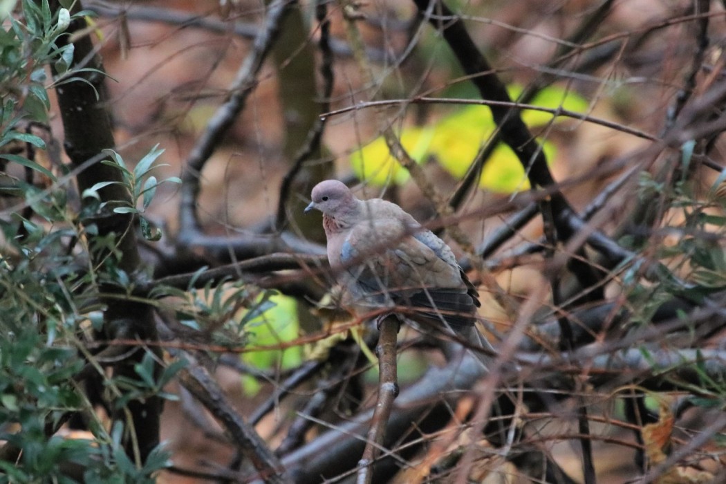 Laughing Dove