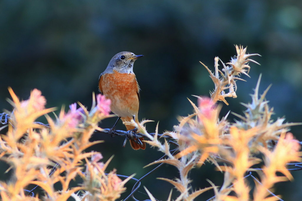 Common Redstart