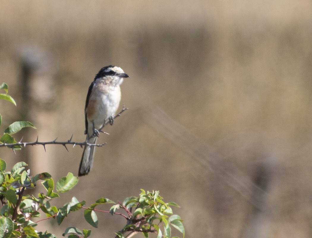 Masked Shrike
