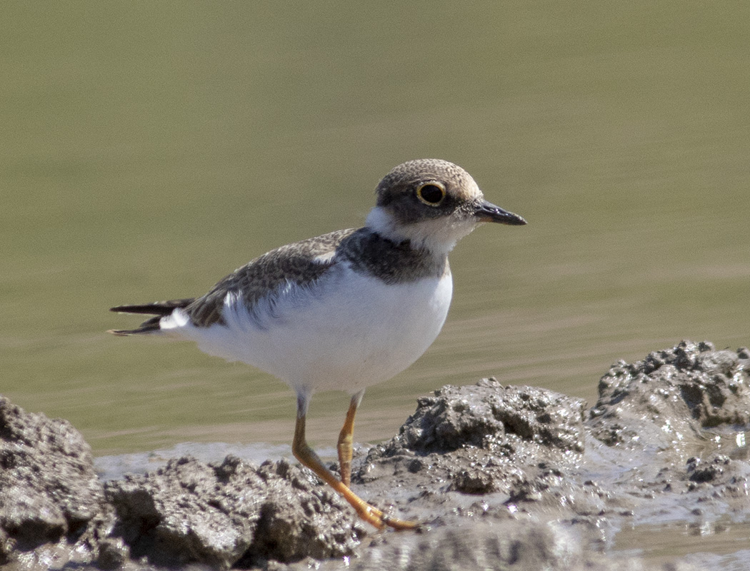 Little Ringed Plover