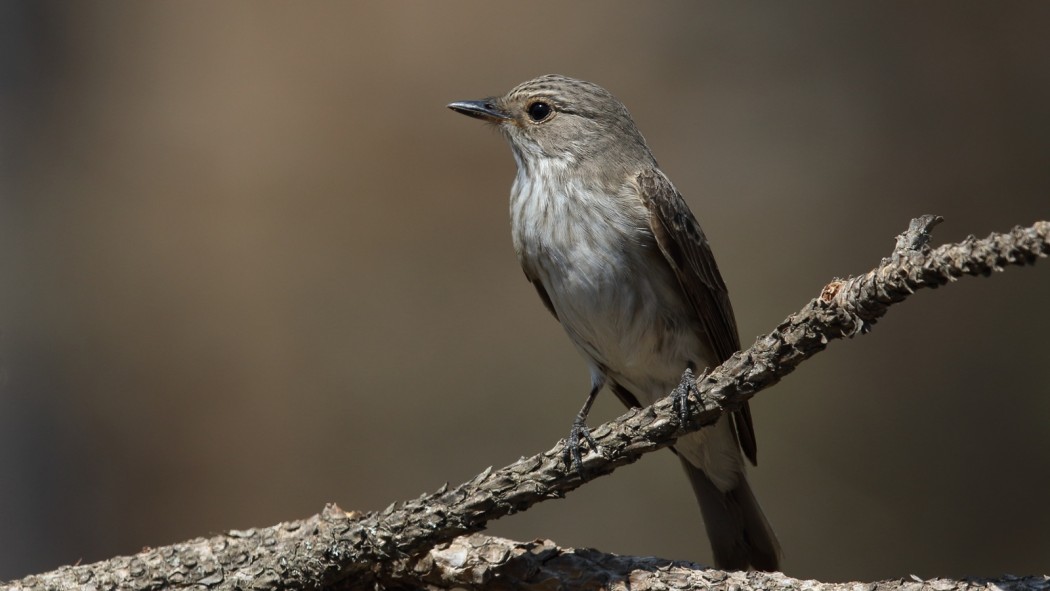 Spotted Flycatcher
