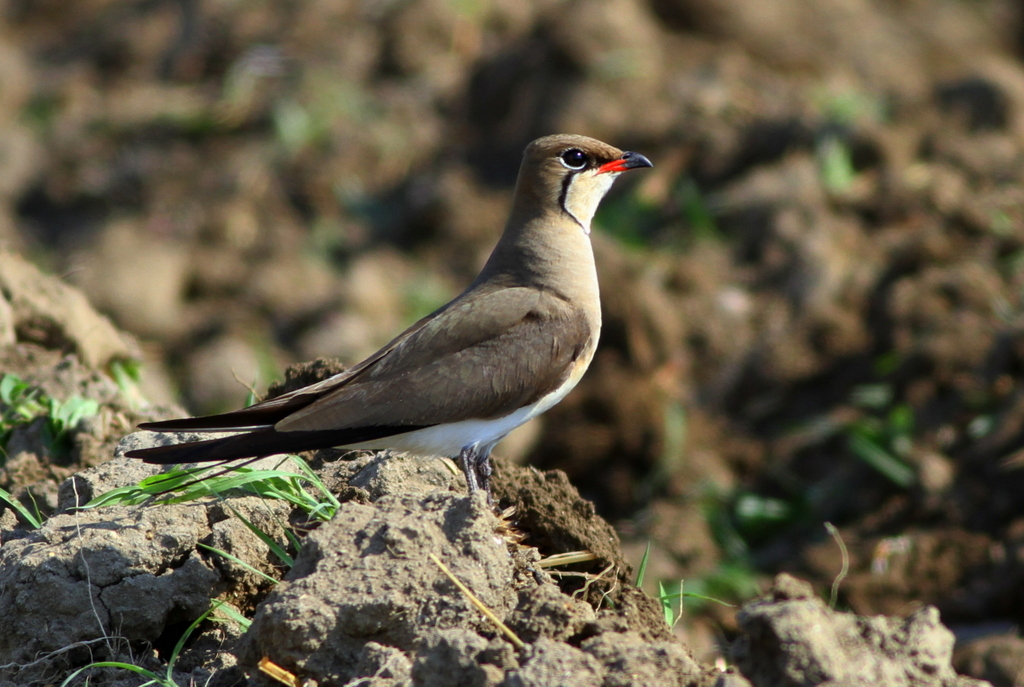 Collared Pratincole