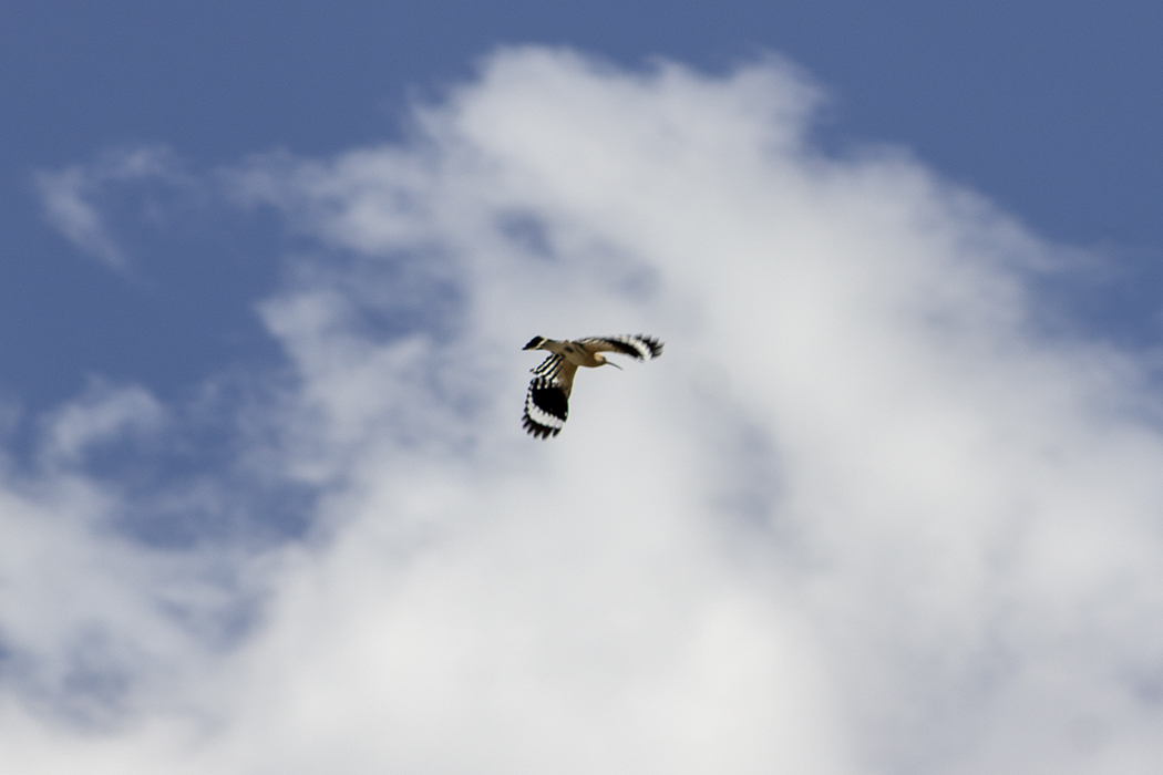 Common Hoopoe