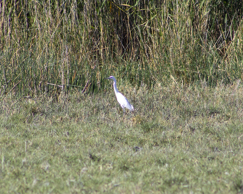 Little Egret