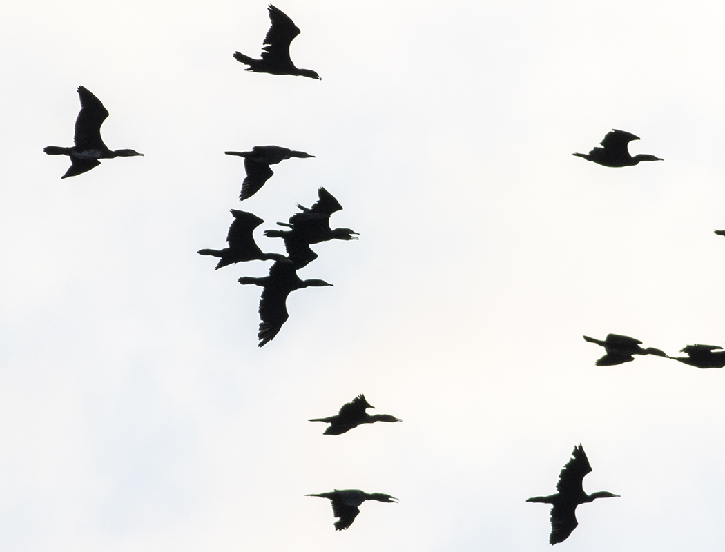 Great Cormorant