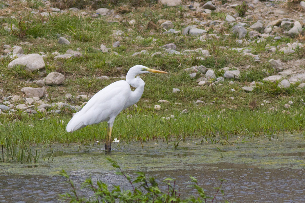 Great Egret
