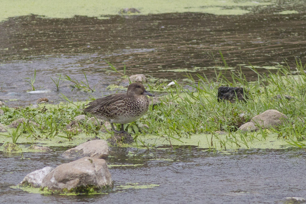 Eurasian Teal