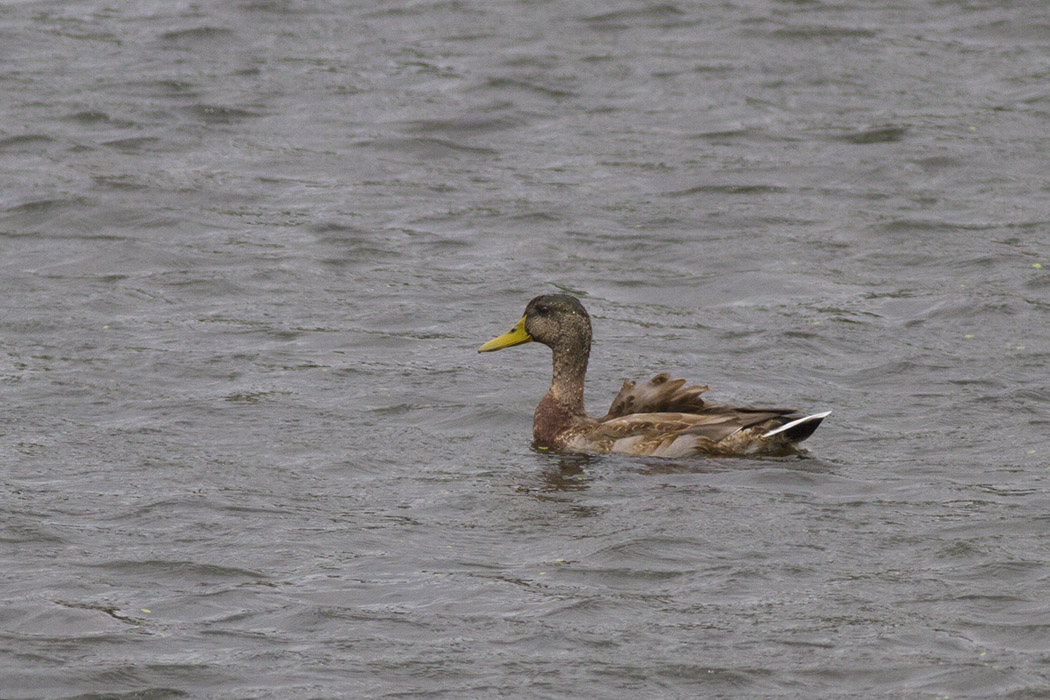Mallard