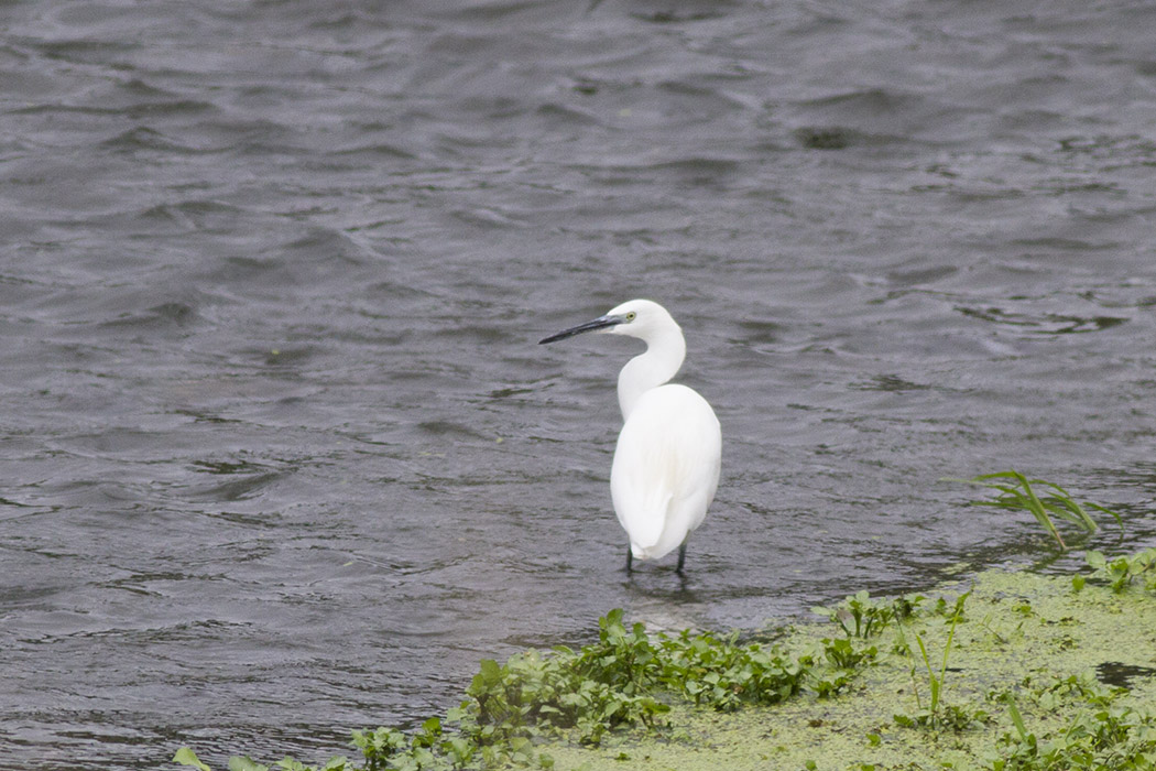 Little Egret