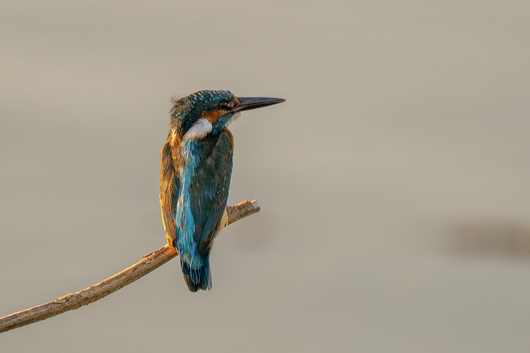 Common Kingfisher
